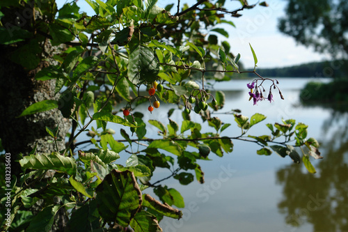 Bilde på lerret Flowers and fruits of bittersweet nightshade (Solanum dulcamara) on the lake bac