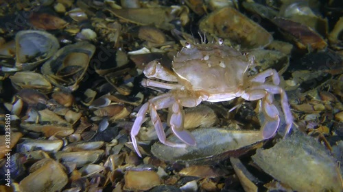 Flying swimming crab (Liocarcinus holsatus) crawls along the bottom as if dancing, then leaves the frame. photo