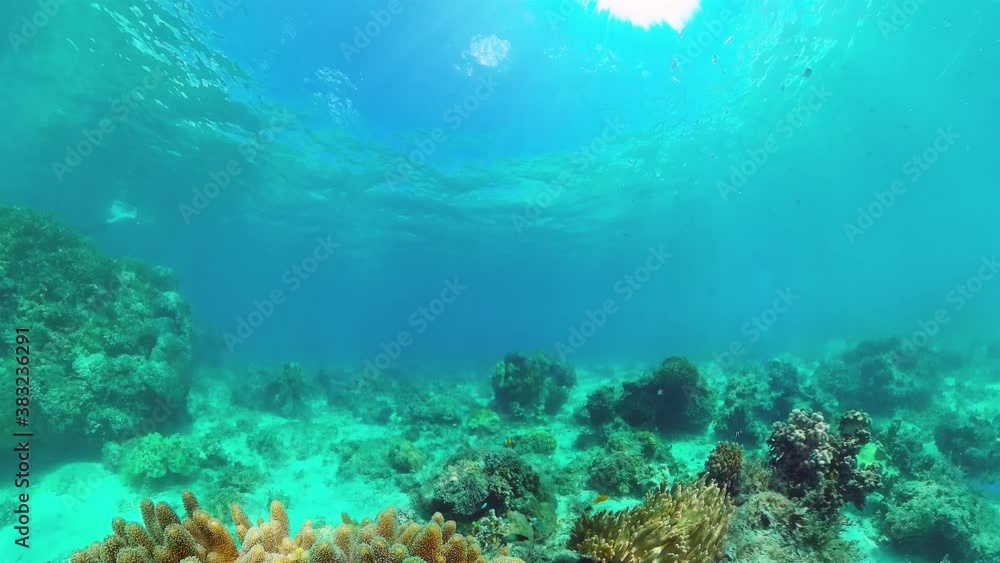 Beautiful underwater world with coral reef and tropical fishes. Panglao, Philippines. Travel vacation concept Beautiful underwater world with coral reef and tropical fishes. Panglao, Philippines. Travel vacation concept