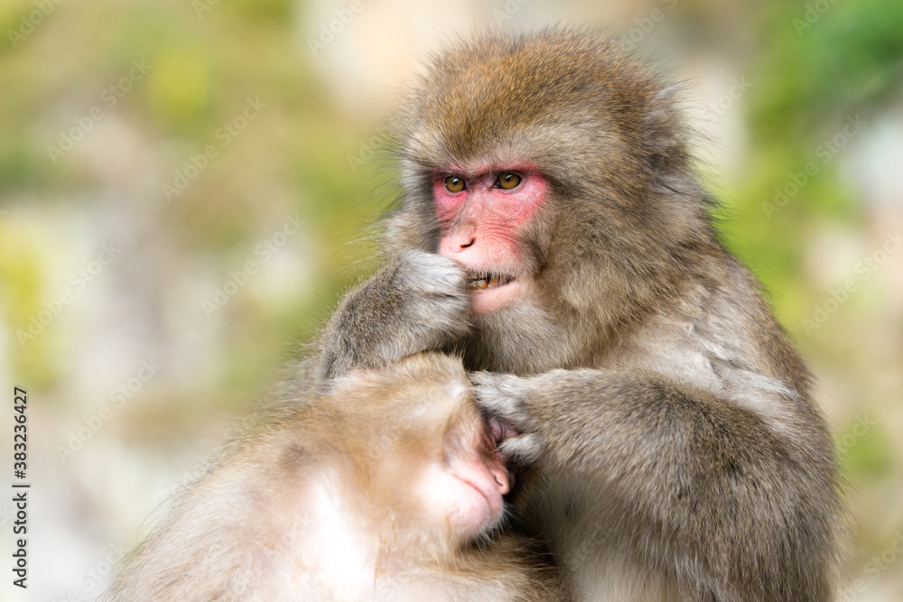 Naklejka premium 毛繕いをするニホンザル