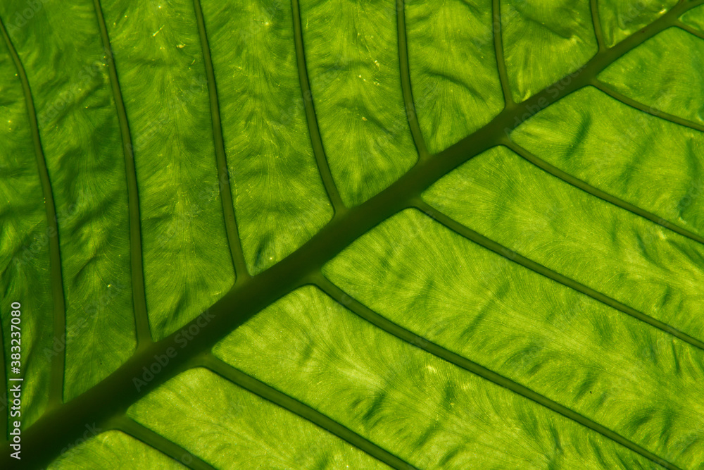 Close up of green rainforest leaf Close up of green rainforest leaf
