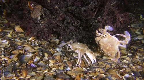 Biocenosis of red algae phyllophora (Phyllophora crispa): two swimming crab fight near algae. photo