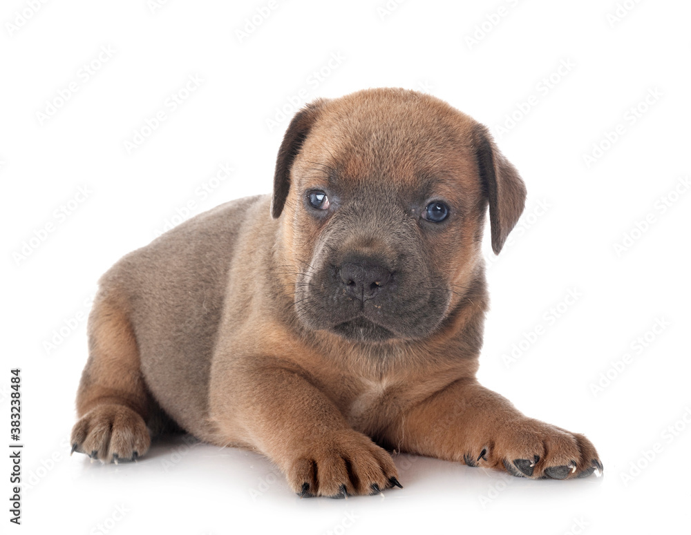 Obraz premium puppy cane corso