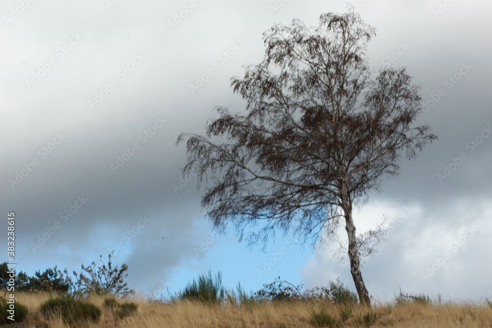 Petit arbre solitaire au milieu d'un pré Petit arbre solitaire au milieu d'un pré