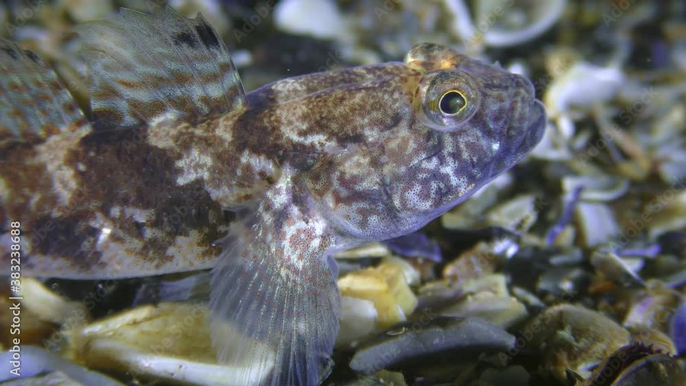 Black goby male (Gobius niger) on the seabed, portrait. Black goby male (Gobius niger) on the seabed, portrait.
