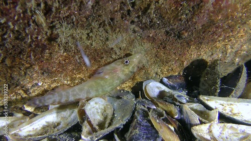 Funny fish Connemarra clingfish (Lepadogaster candolii) on the stone. photo