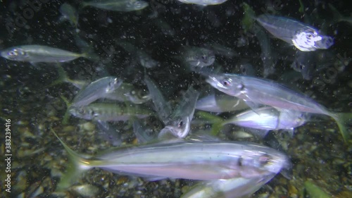 A flock of commercial fish horse mackerel (Trachurus trachurus) eats small crustaceans. photo