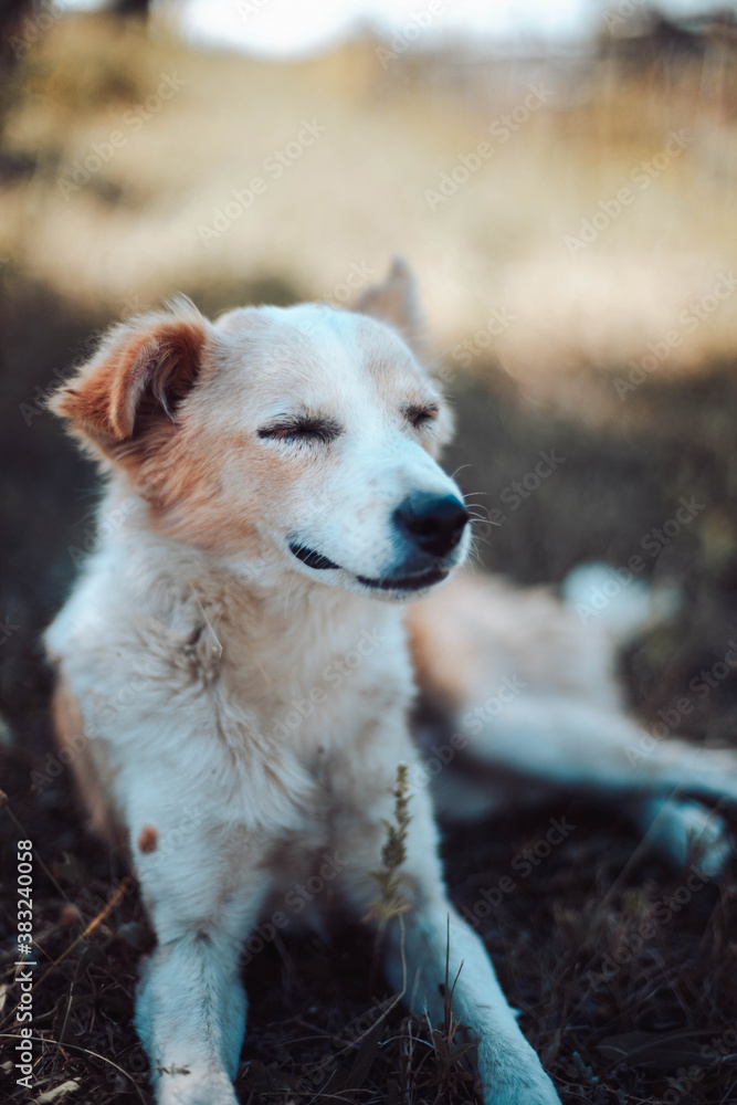 Obraz premium Cute red white dog lies and rests on the grass in the park, vertical orientation. Beautiful horizontal landscape view of golden grass field
