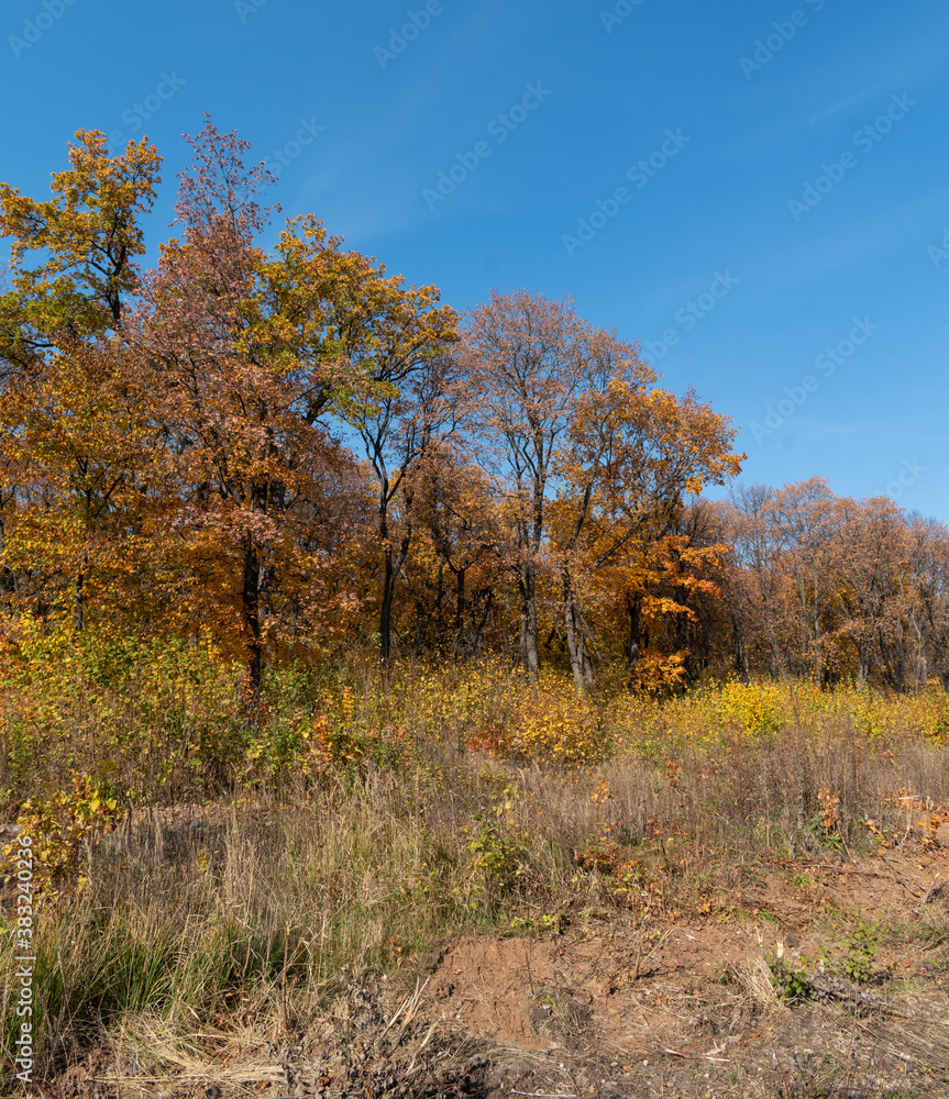 bright colors of autumn in the middle zone