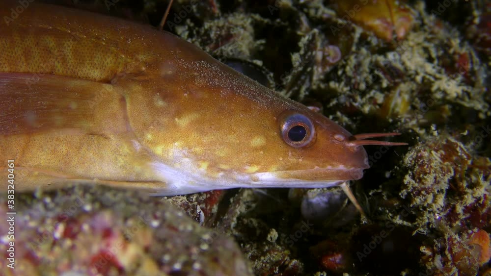 Sea fish Shore rockling or Mediterranean rockling (Gaidropsarus mediterraneus) on the seabed, portrait. Sea fish Shore rockling or Mediterranean rockling (Gaidropsarus mediterraneus) on the seabed, portrait.
