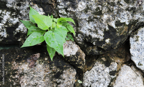 Closeup of green plant on  vintage stone wall. © Amphon