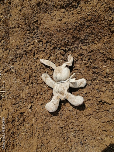 rabbit in the Akkar forest in Lebanon . photo