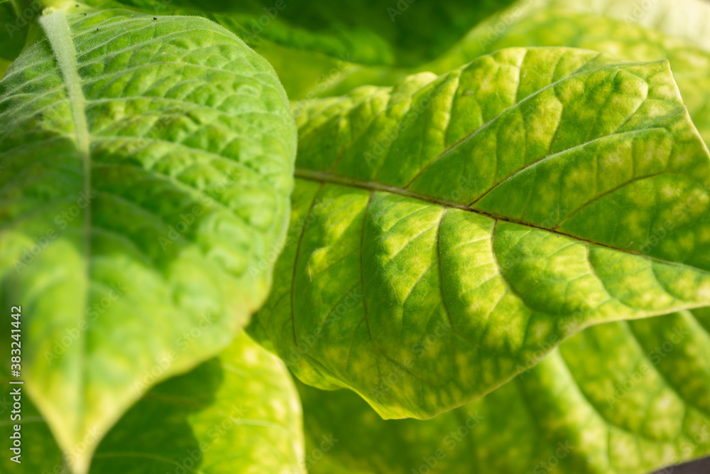 Green leaves of tobacco on a bush in the field. Green leaves of tobacco on a bush in the field.