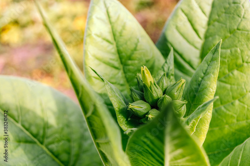 Blossoming tobacco, green buds among green leaves.