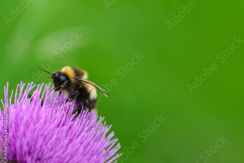 The bee is pollinating the purple blossoming plant on the green blurred background.