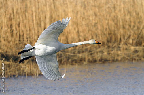 Fényképezés whooper swan