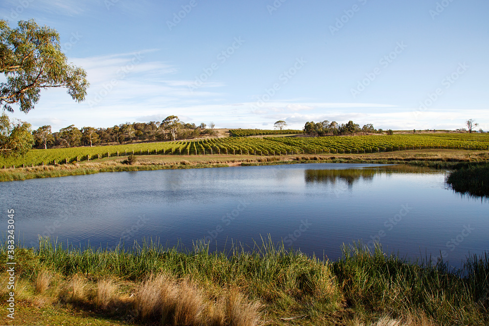 Vineyard on the East Coast Wine Trail on the Tasman Highway in Tasmania - Australia