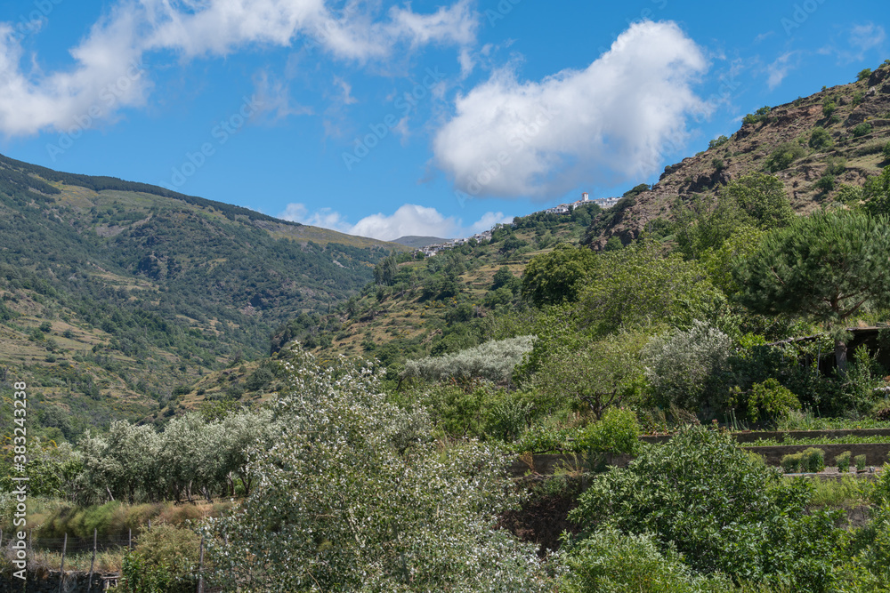 vegetation of trees and shrubs in the mountains