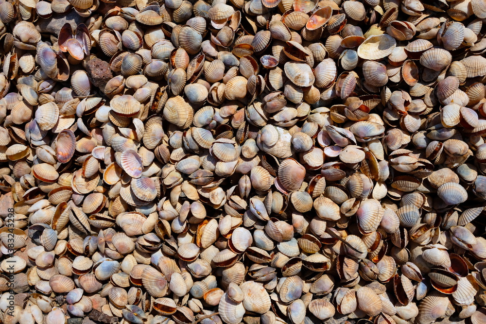 Natural seashells background. Summer beach background. Natural background. Seashells washed up after storm. Natural seashells background. Summer beach background. Natural background. Seashells washed up after storm.