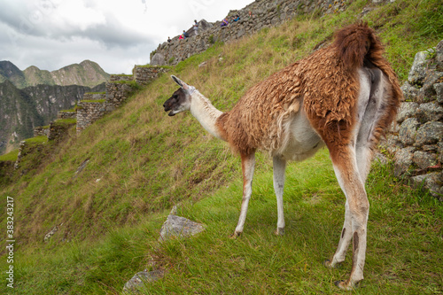 A llama watches quietly from the top of the terraces in Machu Picchu, Peru
