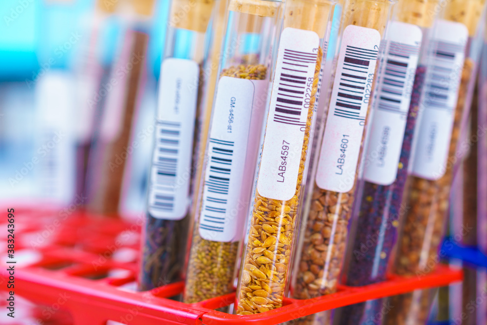 Research Analyzing Agricultural Grains And seeds In The Laboratory Research Analyzing Agricultural Grains And seeds In The Laboratory