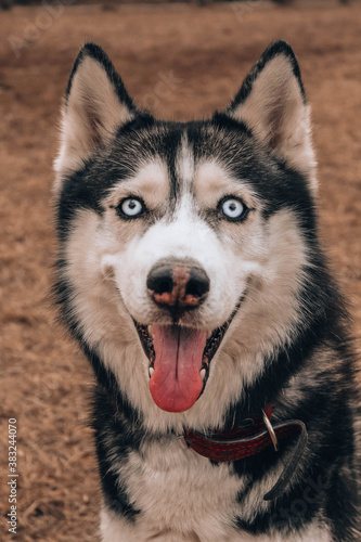 siberian husky dog