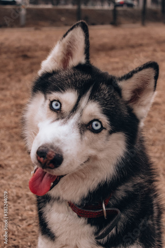 siberian husky portrait