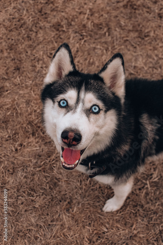 siberian husky dog