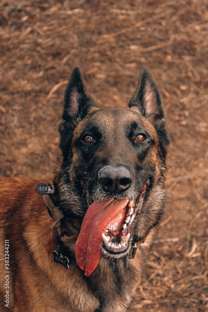 Naklejka premium german shepherd dog