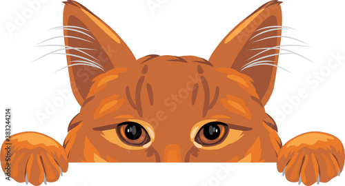 Peeking ginger cat