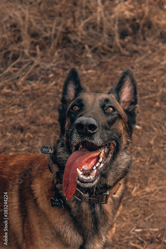 portrait of shepherd