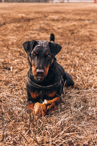 portrait of a black dog