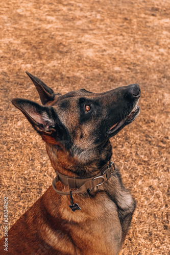 portrait of a shepherd