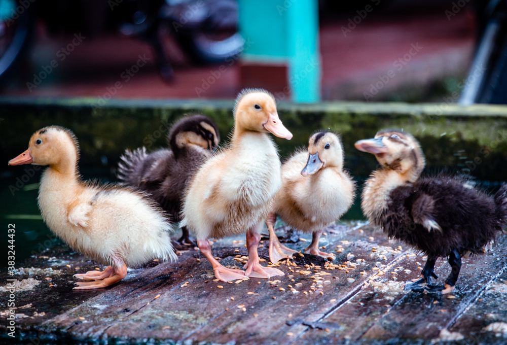 Ducklings on a pond