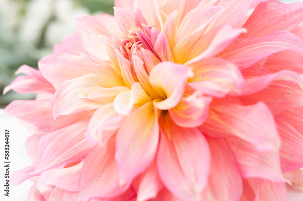 Blurred background with dahlia flower and hillocks in the background.
