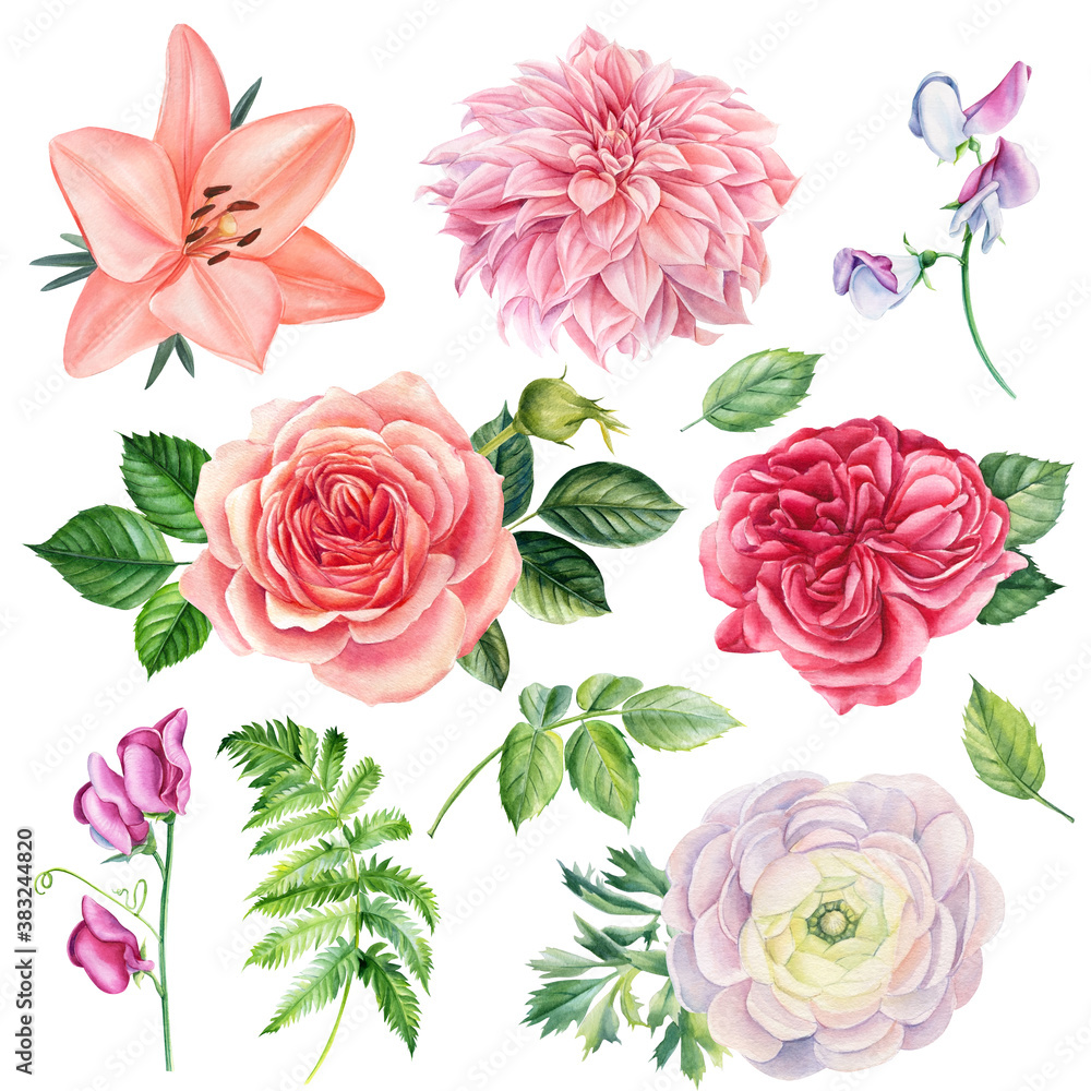 Set flowers. Roses, lilies, anemones, sweet peas, ranunculus, dahlia on white isolated background, watercolor drawings.