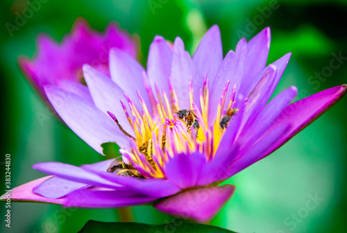 Purple Flower with Bees