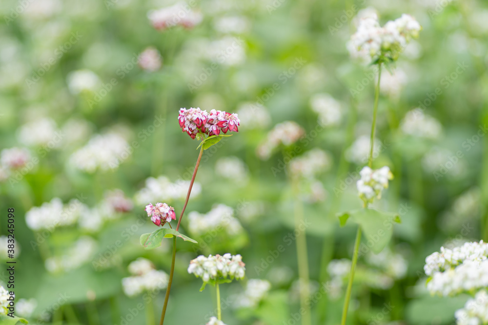 満開の蕎麦の花 白と赤 満開の蕎麦の花 白と赤