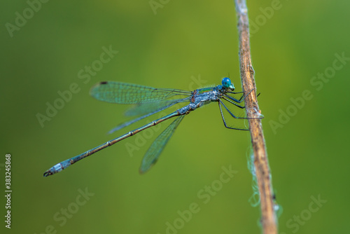 Close up of a blue damselfly with large blue eyes, sitting on a straw in sunlight