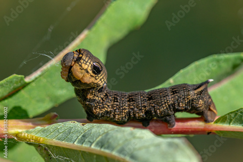 Close up of a large hawk moth caterpillar trying to protect itself