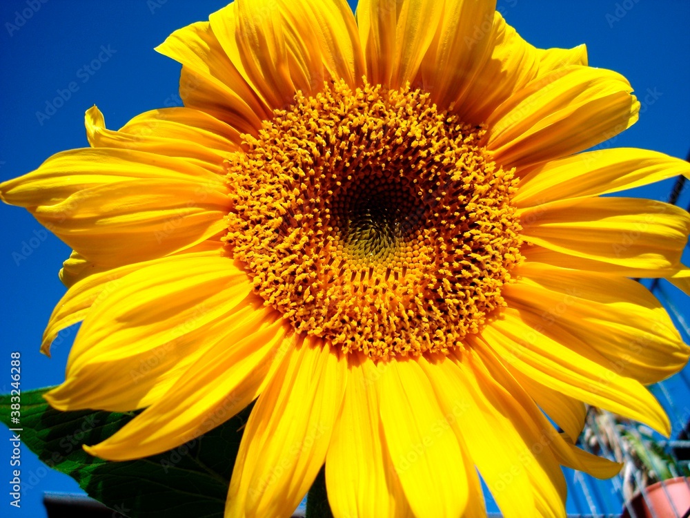 Obraz premium Sonnenblume