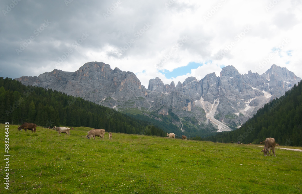 View cows grazing and resting in the high and green mountain pastures during the summer season. Dolomite peaks of Pale di San Martino group are visible in the background. Val Venegia, Trentino - Italy