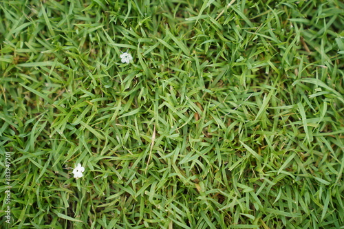 fresh green grass field background