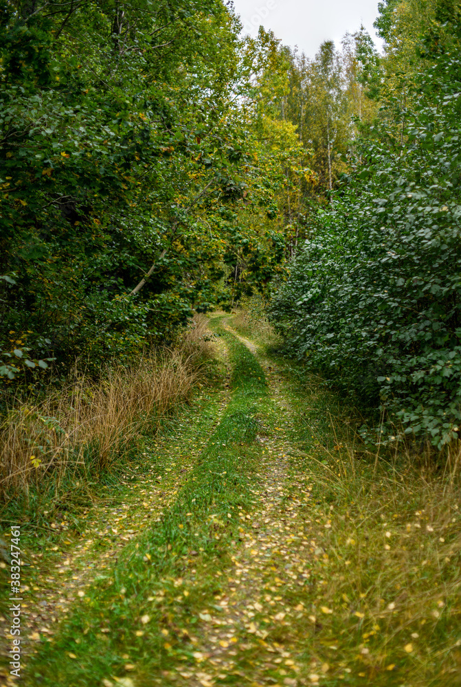 Overgrown single lane road passing a lush green forest