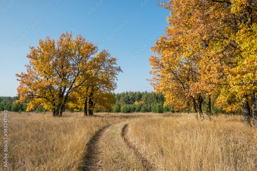 Fototapeta premium Dirt road through a field among oak trees in the autumn season.