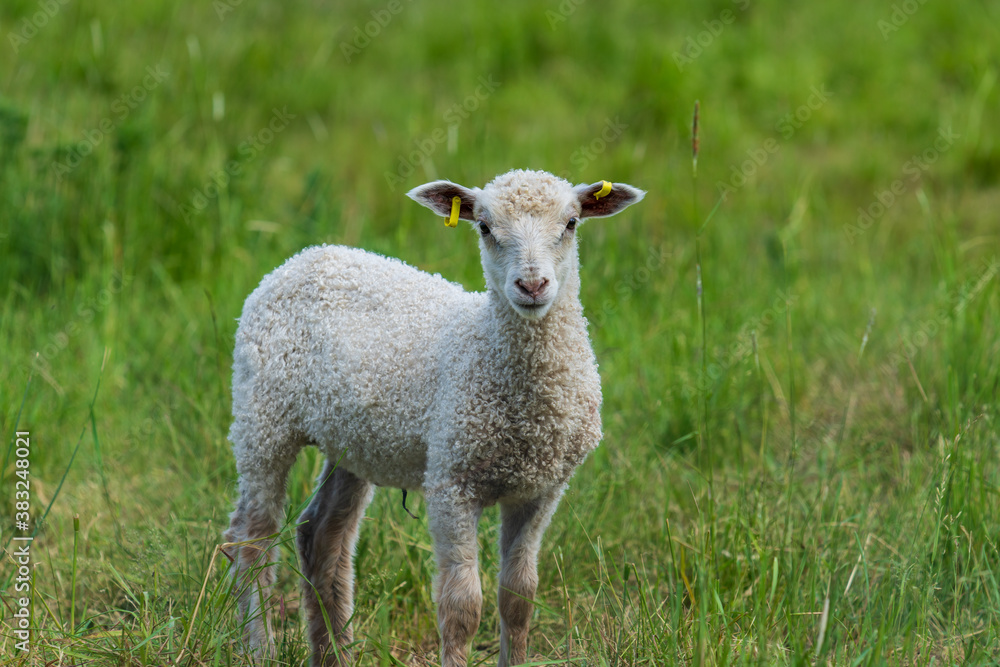 Sweet white lamb standing in a green pasture, looking at the camera Sweet white lamb standing in a green pasture, looking at the camera