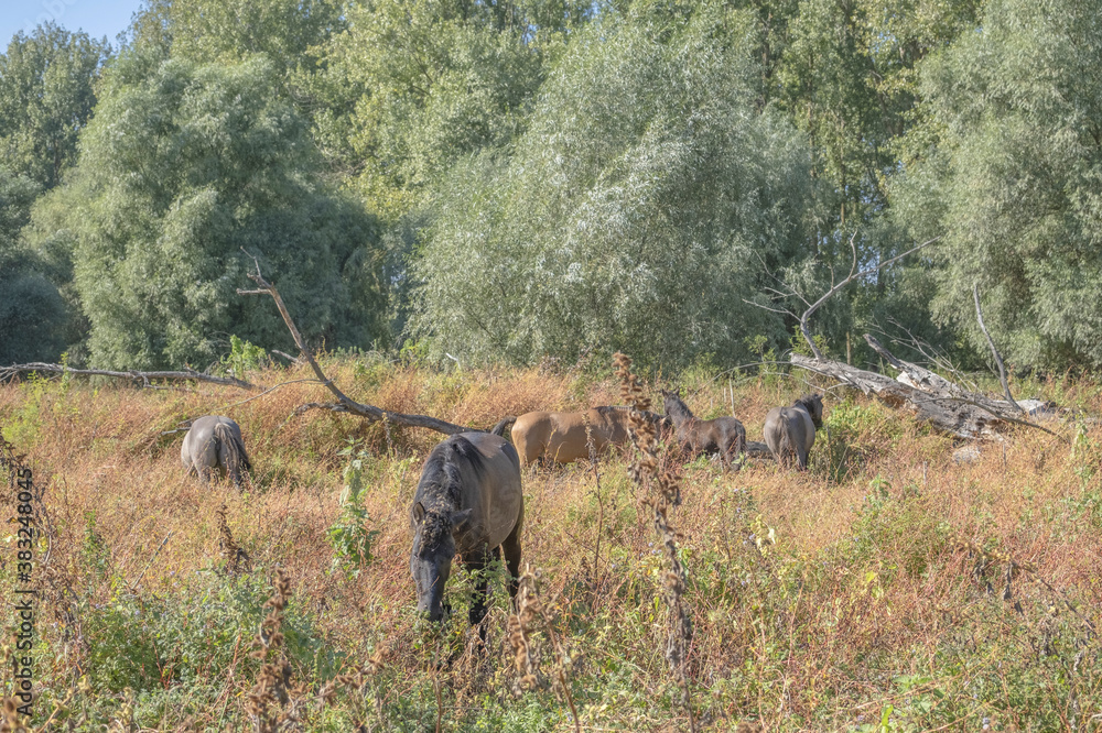 Fototapeta premium Hutsul horses released Rewilding Europe / Rewilding Ukraine on Tataru island - Regional Landscape Park 