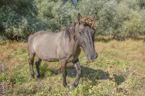 Hutsul horses released Rewilding Europe   Rewilding Ukraine on Tataru island - Regional Landscape Park  Izmail islands    Tataru island  Chilia branch Danube Delta  Izmail  Odessa Oblast  Ukraine 