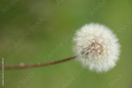 One white dandelion on a blurred green background