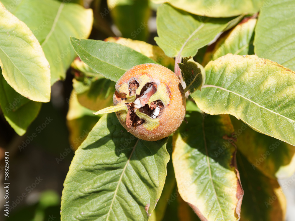 Mespilus Mespilus germanica | Common medlar, spinous tree with dark green ...